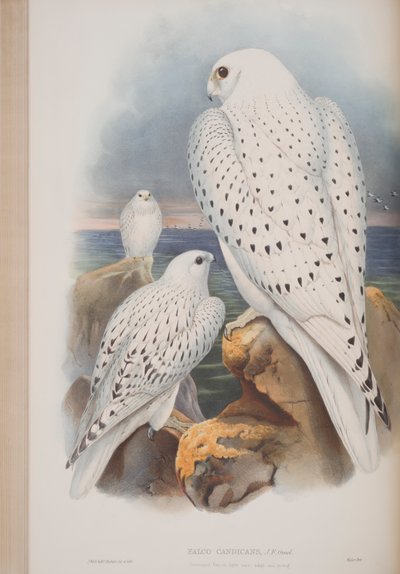 Greenland Falcon, plate from The Birds of Great Britain by John Gould by John Gould